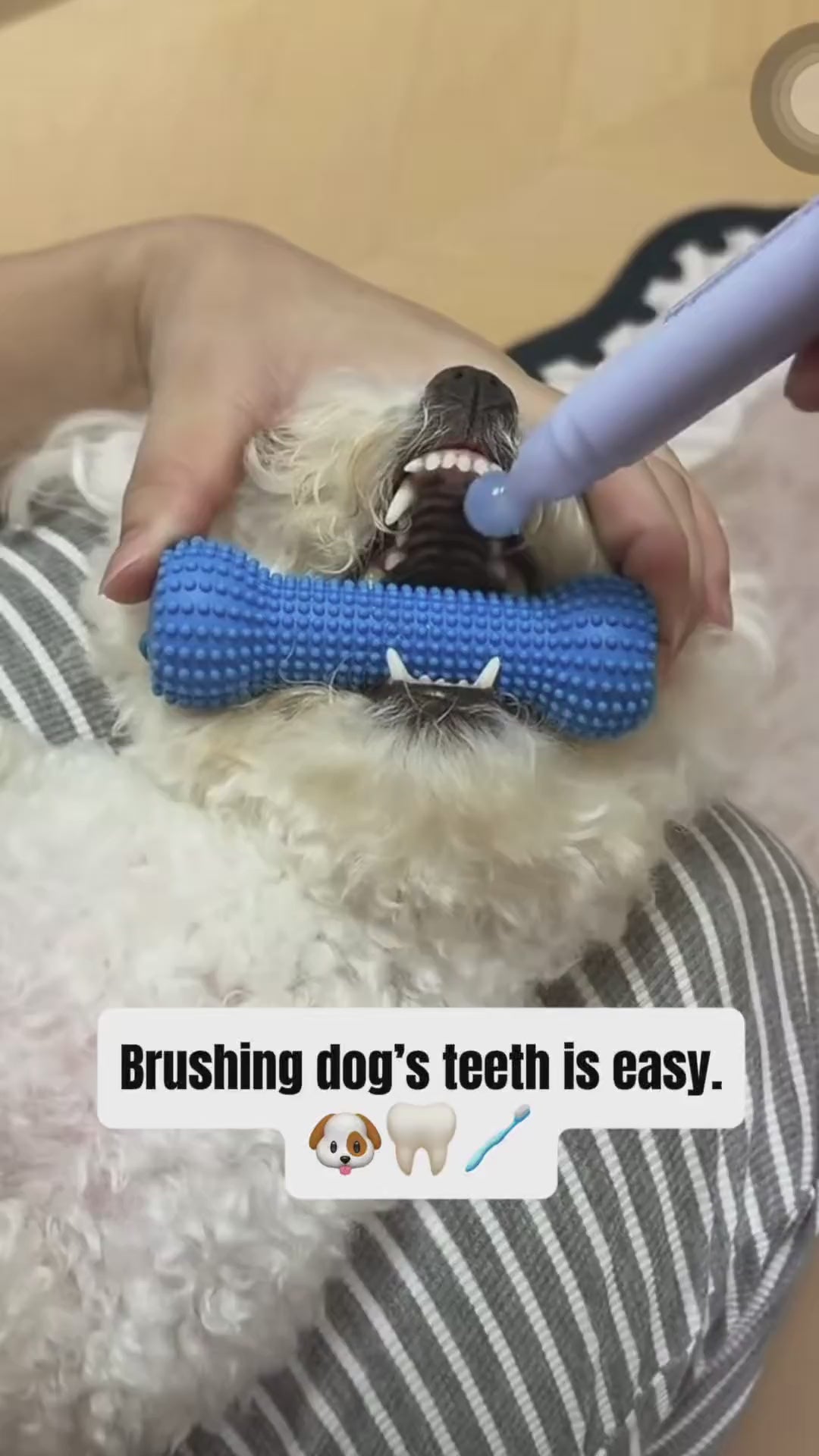 Dog Toothbrushing Helper | Adjustable Brushing Aid