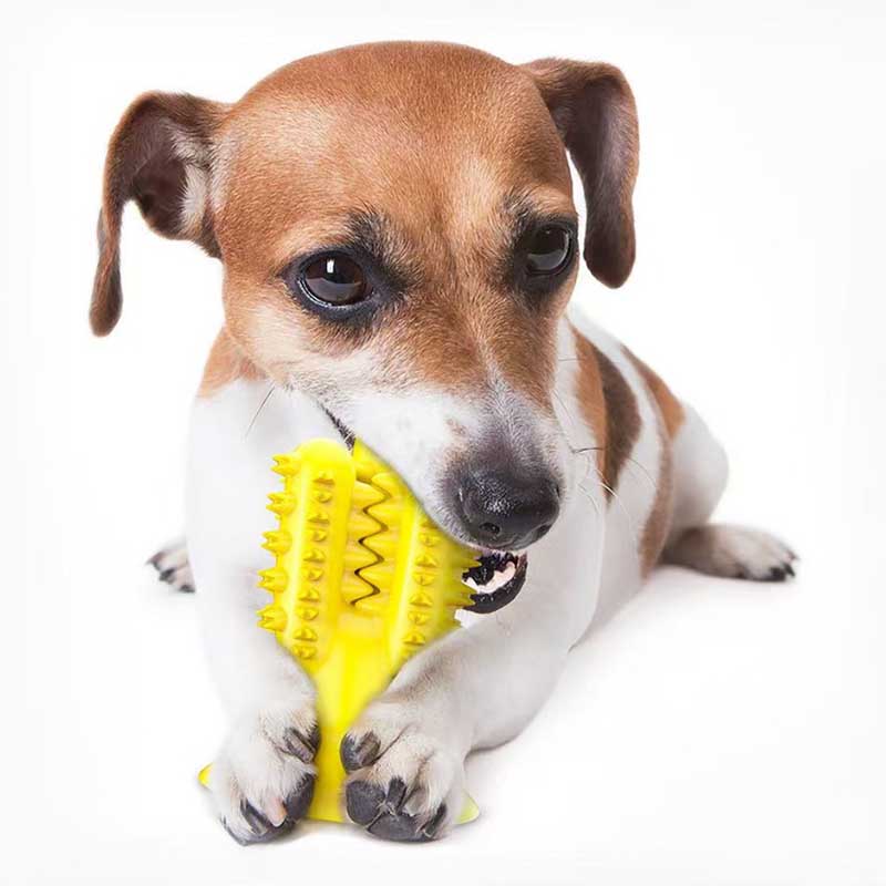 Jack Russell chewing a yellow toothbrush toy while holding its suction cup base