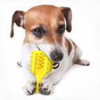 Jack Russell chewing a yellow toothbrush toy while holding its suction cup base