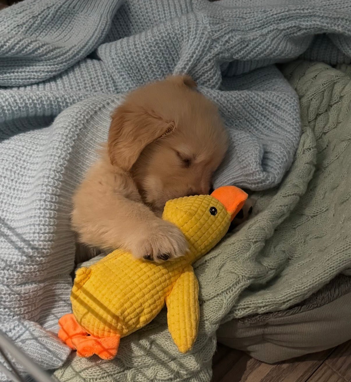 Squeaky Duck Dog Toy | Soft Plush Companion Toy for Dogs - Seekey