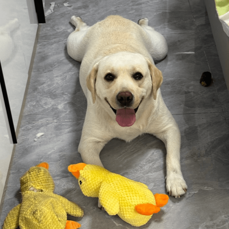 Squeaky Duck Dog Toy | Soft Plush Companion Toy for Dogs - Seekey